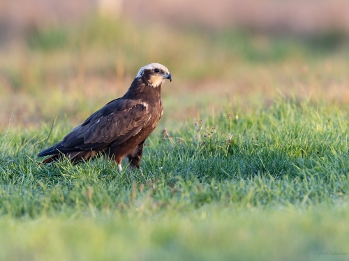 Błotniak stawowy (ang. Western Marsh-harrier, łac. Circus aeruginosus) - 7704- Fotografia Przyrodnicza - WlodekSmardz.pl