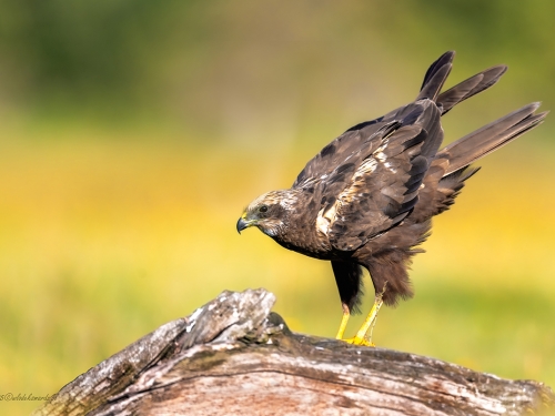 Błotniak stawowy (ang. Western Marsh-harrier, łac. Circus aeruginosus) -3882- Fotografia Przyrodnicza - WlodekSmardz.pl
