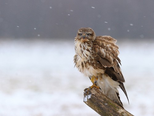 Myszołów (ang. Buzzard, łac. Buteo buteo)- Fotografia Przyrodnicza - WlodekSmardz.pl