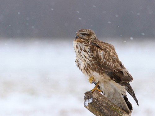 Myszołów (ang. Buzzard, łac. Buteo buteo)- Fotografia Przyrodnicza - WlodekSmardz.pl