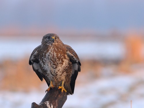 Myszołów (ang. Buzzard, łac. Buteo buteo)- Fotografia Przyrodnicza - WlodekSmardz.pl