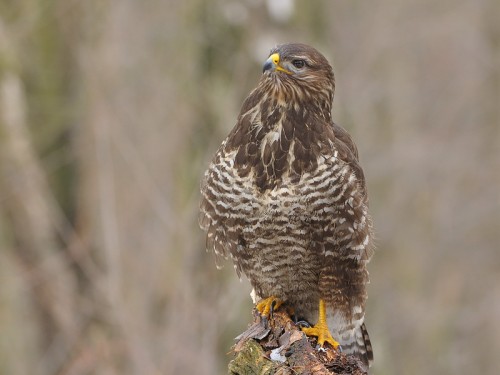 Myszołów (ang. Buzzard, łac. Buteo buteo)- Fotografia Przyrodnicza - WlodekSmardz.pl