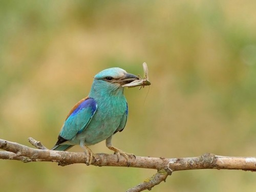 Kraska (ang. European Roller, łac. Coracias garrulus)- Fotografia Przyrodnicza - WlodekSmardz.pl