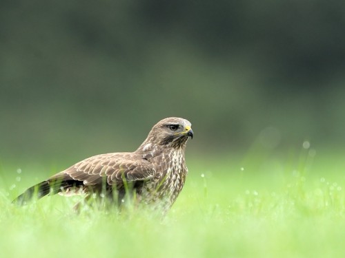 Myszołów (ang. Buzzard, łac. Buteo buteo)- Fotografia Przyrodnicza - WlodekSmardz.pl