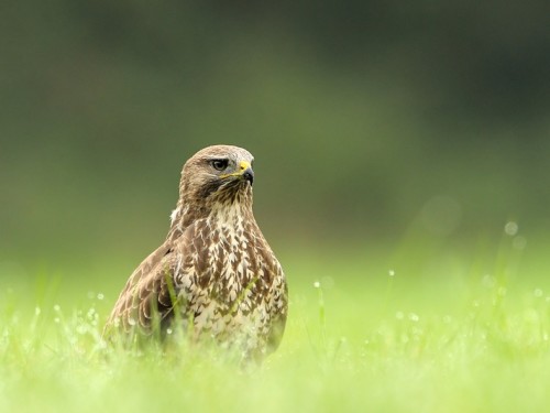 Myszołów (ang. Buzzard, łac. Buteo buteo)- Fotografia Przyrodnicza - WlodekSmardz.pl