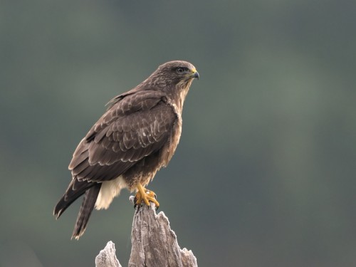 Myszołów (ang. Buzzard, łac. Buteo buteo)- Fotografia Przyrodnicza - WlodekSmardz.pl