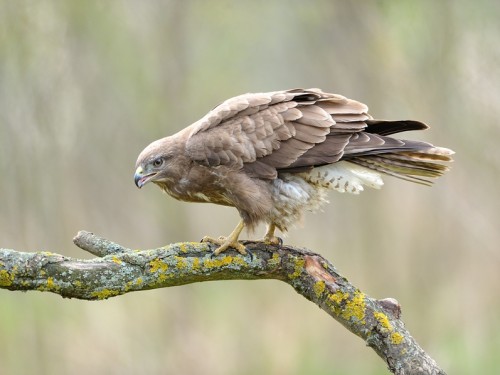 Myszołów (ang. Buzzard, łac. Buteo buteo) - 6534- Fotografia Przyrodnicza - WlodekSmardz.pl