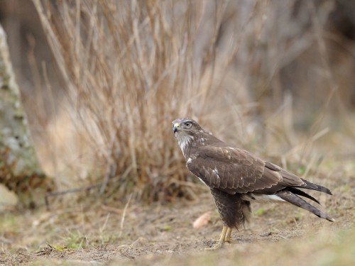 Myszołów (ang. Buzzard, łac. Buteo buteo) - 5834- Fotografia Przyrodnicza - WlodekSmardz.pl