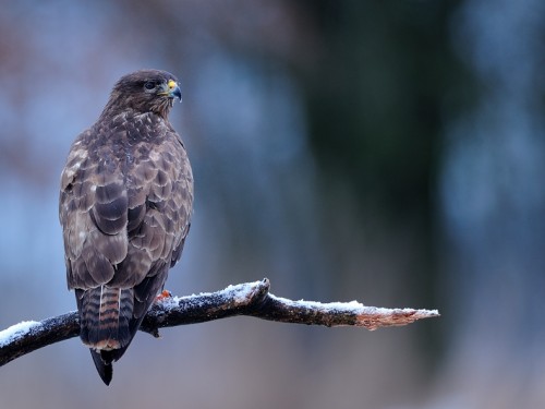 Myszołów (ang. Buzzard, łac. Buteo buteo) - 1909- Fotografia Przyrodnicza - WlodekSmardz.pl