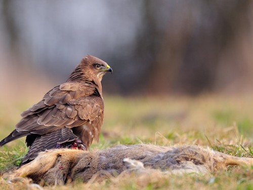 Myszołów (ang. Buzzard, łac. Buteo buteo) - 2311- Fotografia Przyrodnicza - WlodekSmardz.pl