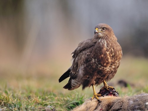 Myszołów (ang. Buzzard, łac. Buteo buteo) - 2359- Fotografia Przyrodnicza - WlodekSmardz.pl