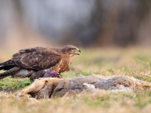 Myszołów (ang. Buzzard, łac. Buteo buteo) - 2289- Fotografia Przyrodnicza - WlodekSmardz.pl