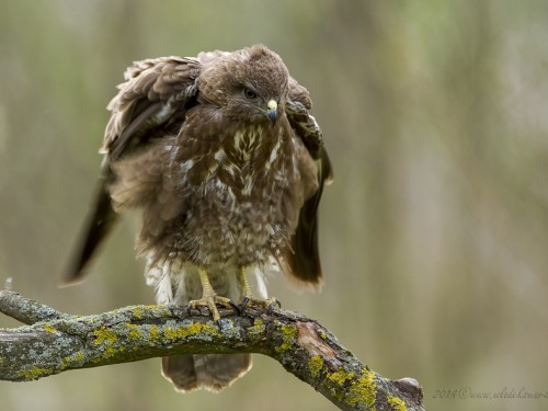 Myszołów (ang. Buzzard, łac. Buteo buteo) - 6554- Fotografia Przyrodnicza - WlodekSmardz.pl