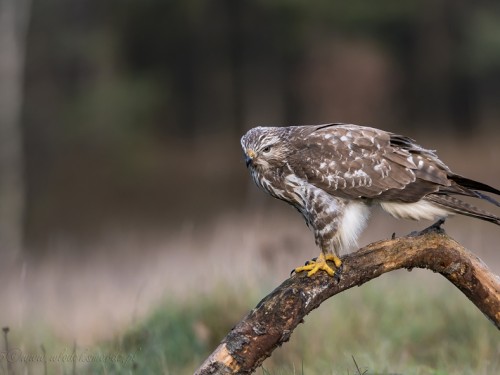 Myszołów (ang. Buzzard, łac. Buteo buteo) - 2510- Fotografia Przyrodnicza - WlodekSmardz.pl