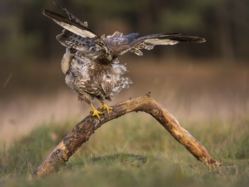 Myszołów (ang. Buzzard, łac. Buteo buteo) - 2513- Fotografia Przyrodnicza - WlodekSmardz.pl