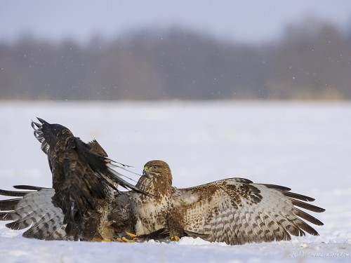 Myszołów (ang. Buzzard, łac. Buteo buteo) - 5535- Fotografia Przyrodnicza - WlodekSmardz.pl