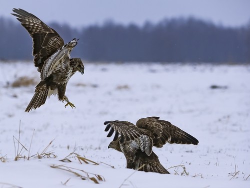 Myszołów (ang. Buzzard, łac. Buteo buteo) - 4413- Fotografia Przyrodnicza - WlodekSmardz.pl