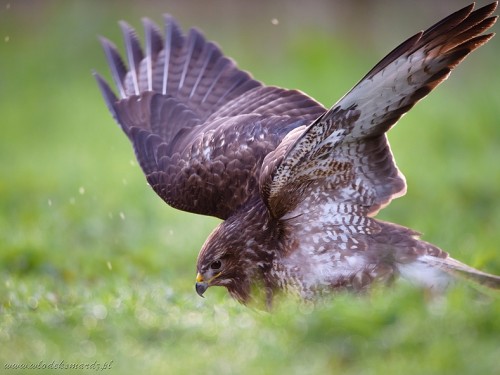 Myszołów (ang. Buzzard, łac. Buteo buteo) - 4242- Fotografia Przyrodnicza - WlodekSmardz.pl