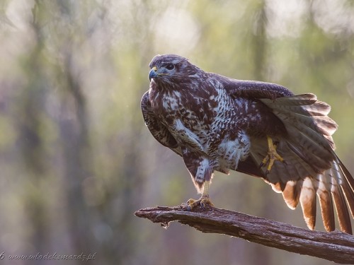 Myszołów (ang. Buzzard, łac. Buteo buteo) - 4294- Fotografia Przyrodnicza - WlodekSmardz.pl