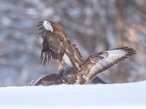 Myszołów (ang. Buzzard, łac. Buteo buteo) - 7096- Fotografia Przyrodnicza - WlodekSmardz.pl