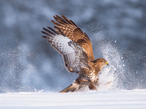 Myszołów (ang. Buzzard, łac. Buteo buteo) - 7047 - Fotografia Przyrodnicza - WlodekSmardz.pl