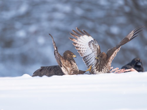 Myszołów (ang. Buzzard, łac. Buteo buteo) - 7038- Fotografia Przyrodnicza - WlodekSmardz.pl