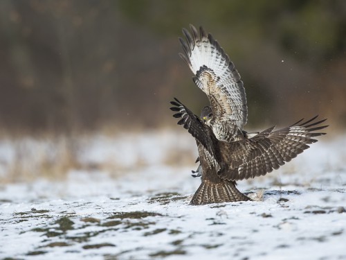 Myszołów (ang. Buzzard, łac. Buteo buteo)- 7028- Fotografia Przyrodnicza - WlodekSmardz.pl