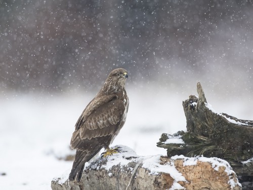 Myszołów (ang. Buzzard, łac. Buteo buteo)- 1043 - Fotografia Przyrodnicza - WlodekSmardz.pl