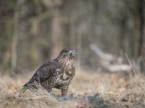 Myszołów (ang. Buzzard, łac. Buteo buteo)- 7580 - Fotografia Przyrodnicza - WlodekSmardz.pl