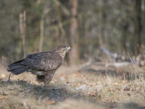 Myszołów (ang. Buzzard, łac. Buteo buteo)- 7566 - Fotografia Przyrodnicza - WlodekSmardz.pl