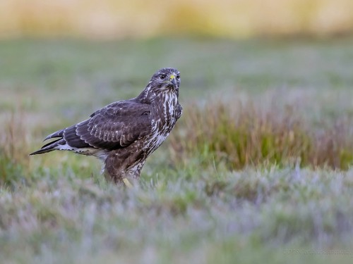 Myszołów (ang. Buzzard, łac. Buteo buteo) - 8570- Fotografia Przyrodnicza - WlodekSmardz.pl