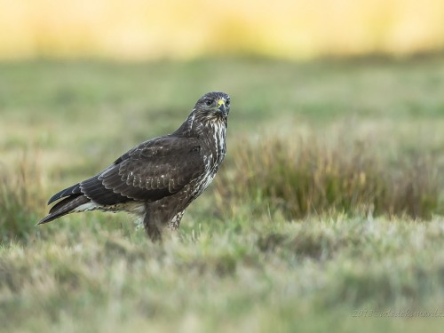 Myszołów (ang. Buzzard, łac. Buteo buteo) - 8569- Fotografia Przyrodnicza - WlodekSmardz.pl