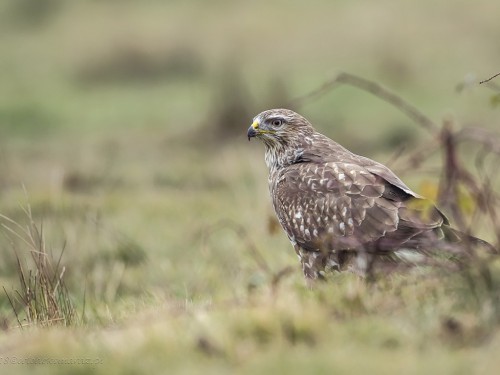 Myszołów (ang. Buzzard, łac. Buteo buteo)- 8914 - Fotografia Przyrodnicza - WlodekSmardz.pl