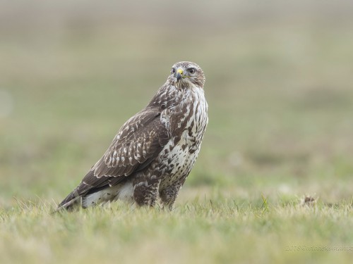 Myszołów (ang. Buzzard, łac. Buteo buteo)- 8965 - Fotografia Przyrodnicza - WlodekSmardz.pl