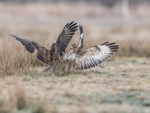 Myszołów (ang. Buzzard, łac. Buteo buteo)- 9088 - Fotografia Przyrodnicza - WlodekSmardz.pl