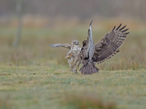 Myszołów (ang. Buzzard, łac. Buteo buteo)- 9421 - Fotografia Przyrodnicza - WlodekSmardz.pl