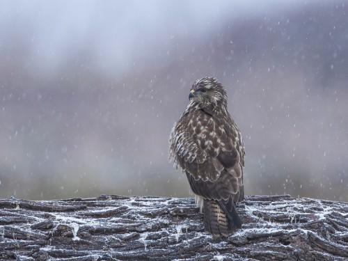 Myszołów (ang. Buzzard, łac. Buteo buteo)- 8369 - Fotografia Przyrodnicza - WlodekSmardz.pl