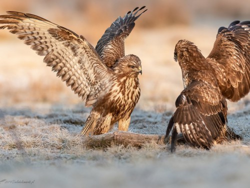 Myszołów (ang. Buzzard, łac. Buteo buteo)- 2259 - Fotografia Przyrodnicza - WlodekSmardz.pl