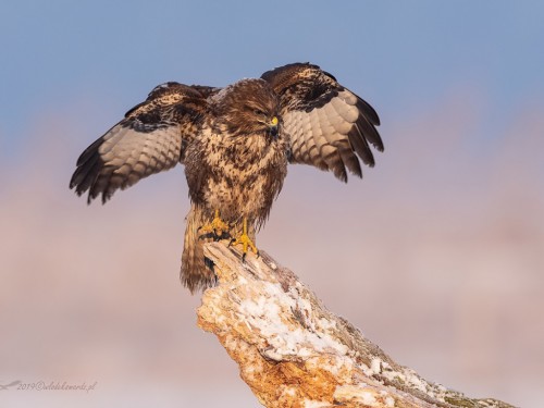 Myszołów (ang. Buzzard, łac. Buteo buteo)- 9912 - Fotografia Przyrodnicza - WlodekSmardz.pl