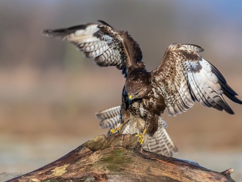 Myszołów (ang. Buzzard, łac. Buteo buteo)- 2419 - Fotografia Przyrodnicza - WlodekSmardz.pl