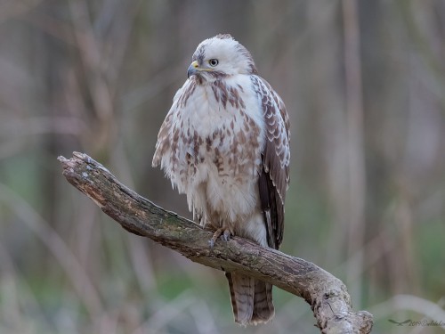 Myszołów (ang. Buzzard, łac. Buteo buteo)- 3298 - Fotografia Przyrodnicza - WlodekSmardz.pl