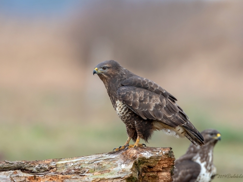 Myszołów (ang. Buzzard, łac. Buteo buteo)- 2483 - Fotografia Przyrodnicza - WlodekSmardz.pl