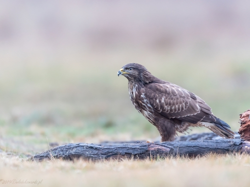 Myszołów (ang. Buzzard, łac. Buteo buteo)- 2605 - Fotografia Przyrodnicza - WlodekSmardz.pl