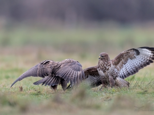 Myszołów (ang. Buzzard, łac. Buteo buteo)- 5131- Fotografia Przyrodnicza - WlodekSmardz.pl