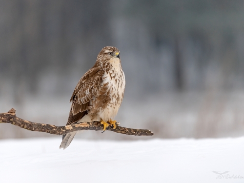 Myszołów (ang. Buzzard, łac. Buteo buteo)- 7902 - Fotografia Przyrodnicza - WlodekSmardz.pl