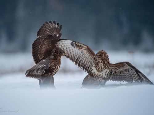 Myszołów (ang. Buzzard, łac. Buteo buteo)- 7755 - Fotografia Przyrodnicza - WlodekSmardz.pl