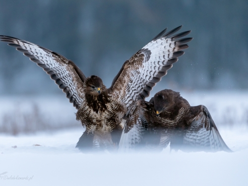 Myszołów (ang. Buzzard, łac. Buteo buteo)- 7776 - Fotografia Przyrodnicza - WlodekSmardz.pl