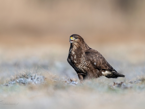 Myszołów (ang. Buzzard, łac. Buteo buteo)- 1756 - Fotografia Przyrodnicza - WlodekSmardz.pl