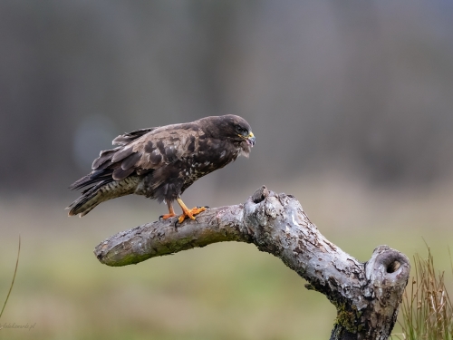 Myszołów (ang. Buzzard, łac. Buteo buteo)- 7858 - Fotografia Przyrodnicza - WlodekSmardz.pl