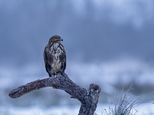 Myszołów (ang. Buzzard, łac. Buteo buteo)- 3765 - Fotografia Przyrodnicza - WlodekSmardz.pl